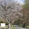 狩勝高原旧国道の桜並木